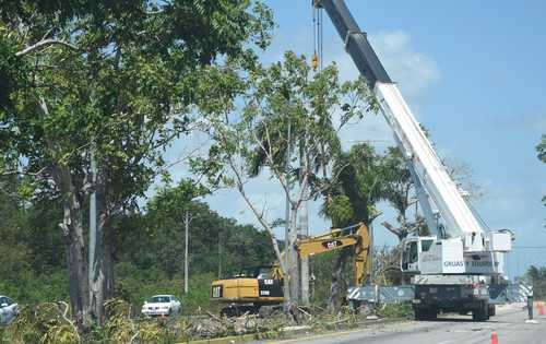 Reubicación de entre 500 y 2 mil árboles nativos del camellón central de la carretera federal 307 en Quintana Roo, para evitar la deforestación por el paso del Tren Maya.