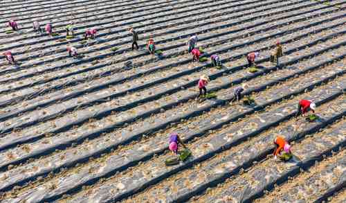 Agricultores plantan hortalizas en un campo de la provincia de Jiangsu, en el este de China.