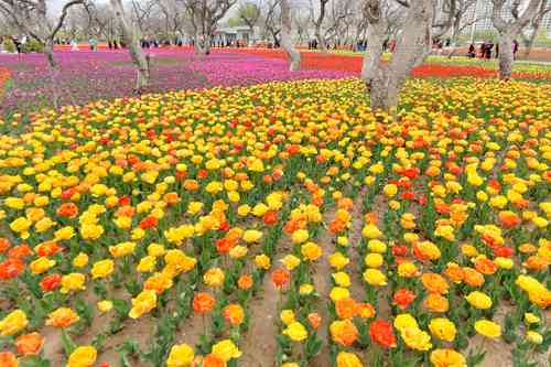 La primavera, estación que en China cobra enorme relevancia cultural por marcar el inicio de un nuevo año, ofrece en diversas ciudades paisajes de multicolores tulipanes. En la imagen se pueden apreciar los bulbos florecientes en el poblado de Liujiaxia en la provincia de Gansu.