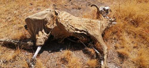 Debido a la sequía que prevalece en Durango desde septiembre pasado, la cifra de cabezas de ganado muertas podría llegar a 200 mil a finales de junio, época en la que se esperan las primeras lluvias, según estimaciones de la Secretaría de Agricultura, Ganadería y Desarrollo Rural estatal. La imagen corresponde al municipio de Santa Clara, en el oriente de la entidad.