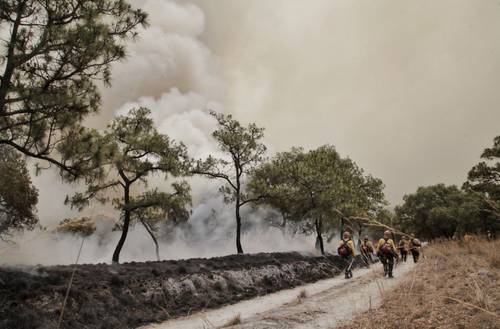 Brigadistas combaten un incendio que se originó por la caída de un rayo en un árbol en un paraje del bosque La Primavera, en Guadalajara, Jalisco. Este es el cuarto incendio en un mes en la zona. La conflagración más fuerte ocurrió el 13 de abril, fue apa-gada el 16 de ese mes y consumió 2 mil 384 hectá-reas.