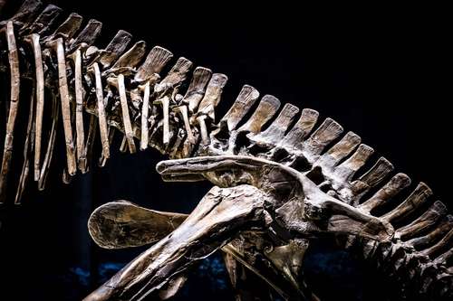 Un esqueleto de dinosaurio en el Centro de Biodiversidad Naturalis, recinto nacional de historia natural y sitio de investigación sobre la biodiversidad que fue votado como museo europeo del año para 2021, en Leiden, Holanda.