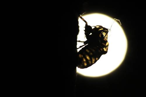 Después de vivir bajo tierra durante 17 años, cuando el suelo de Estados Unidos esté tibio, miles de millones de cigarras periódicas o chicharras, miembros de la cría X, aparecerán en 15 estados. Emergerán, mudarán, aparearán, pondrán huevos y morirán en cuestión de semanas. En la imagen, el caparazón de una de ellas en Takoma Park, Maryland.