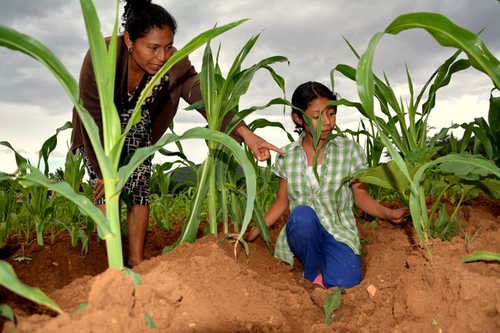 Agricultura ecológica.  ACCIMMYT