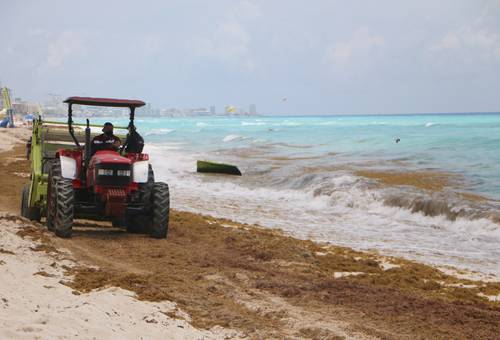 Ante el arribo masivo de sargazo en Playa Delfines (Cancún), trabajadores luchan contra la planta marina en aguas someras para evitar que llegue a los arenales.