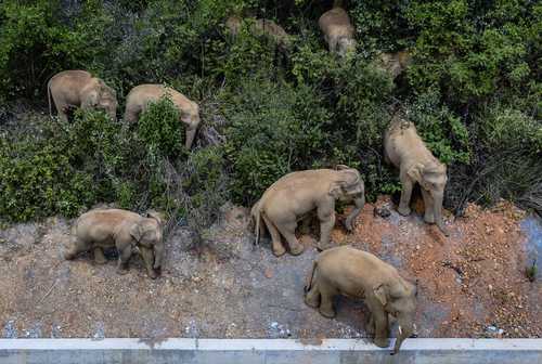 Ante la llegada de una manada de elefantes salvajes cerca de una ciudad china, las autoridades se apresuraron a cerrar carreteras para proteger tanto a los animales como a la población.
