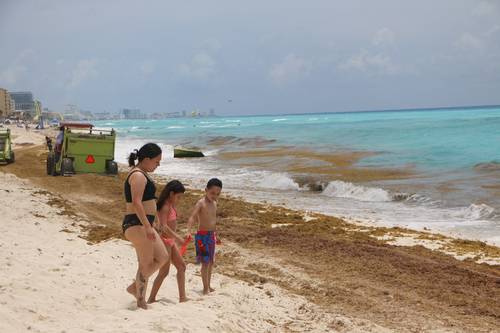 En la zona hotelera de Cancún trabajadores recolectan la planta cerca de los arenales.