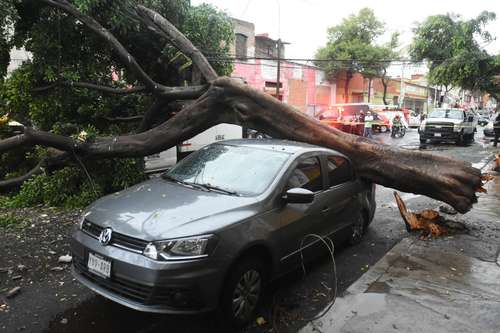 Un árbol de aproximadamente 15 metros de altura cayó sobre dos vehículos estacionados en la calle Fresno, casi esquina con Eligio Ancona, en la colonia Santa María la Ribera, en la alcaldía Cuauhtémoc, tras la precipitación de ayer que estuvo acompañada por granizo en la mayor parte de la capital.