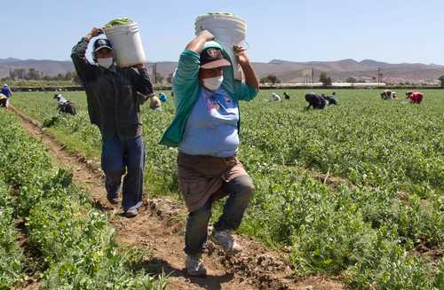 En Oaxaca, Michoacán y Valle del Yaqui<br>Cristal, el lado oscuro del auge agrícola