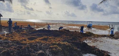 Pobladores y trabajadores del ayuntamiento de Othón P. Blanco (Chetumal), retiran el sargazo acumulado en una playa de la zona turística de Mahahual.