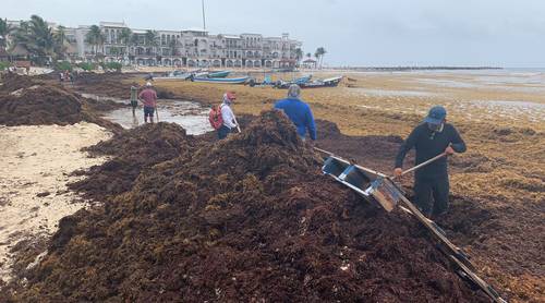 Toneladas de sargazo recalaron en Playa del Carmen, Quintana Roo, en los días recientes, pese a los esfuerzos de saneamiento, por lo que se ha desalentado el turismo en la región. En la imagen, la zona de la Gran Ventana, entre las avenidas Constituyentes y Juárez.