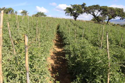 Tomatal en Santa Cruz Xitla.  Geovanni Martínez Guerra