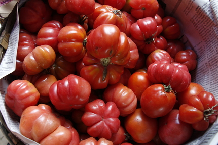 Canasto de tomates producidos en Xitla.  Geovanni Martínez Guerra
