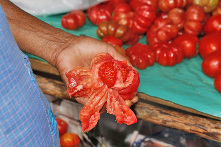 El tomate de riñón se abre con facilidad para retirarle las semillas. Geovanni Martínez Guerra