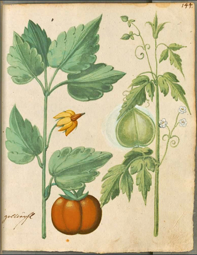 Autor desconocido (1615), Gartenblume Goldapfel (Tomatenpflanze).