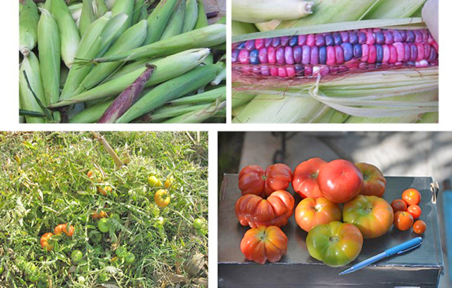 Producción de variedades criollas de maíz y jitomate.