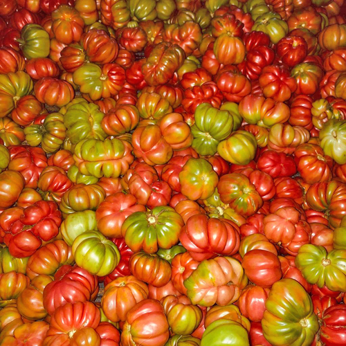 Cosecha.  Juana Amaya