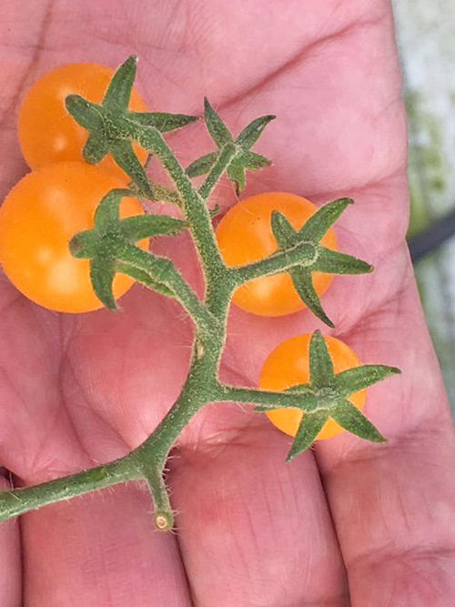 Jitomate semisilvestre de Oaxaca, rico en beta-caroteno, precusor de la vitamina A, esencial pra la vista.  Gabriela Toledo