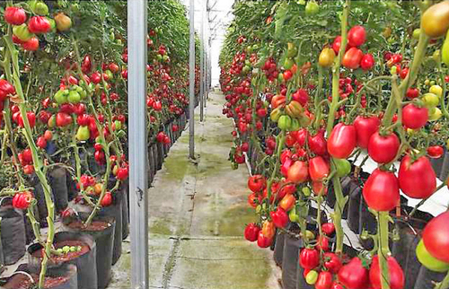 Muestra de tomates nativos mexicanos creciendo vigorosa y productivamente en condiciones de agricultura protegida (invernadero) y regadas con solución nutritiva (fertigación). Esta imagen muestra que los tomates nativos, aún sin haber sido sometidos a mejoramiento genético por expertos, se adaptan bien a las condiciones de agricultura tecnificada donde son capaces de crecer y de producir fruto de buena calidad. Es decir, estos tomates pueden ser rentables en agricultura.  Laboratorio de Fisiotecnia Vegetal, Colegio de Postgraduados, México