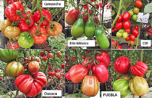 Muestra de frutos de tomates nativos mexicanos provenientes de 4 estados del país (Campeche, Puebla, Estado de México y Oaxaca), y una variedad comercial mexicana (El Cid).  Laboratorio de Fisiotecnia Vegetal, Colegio de Postgraduados, México