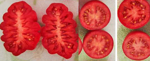 Izq: Frutos multiloculados tipo arriñonado de tomates nativos mexicanos. Der:Frutos bi-loculados tipo saldette y tri-loculados tipo bola de tomates híbridos mexicanos.  Laboratorio de Fisiotecnia Vegetal, Colegio de Postgraduados. México