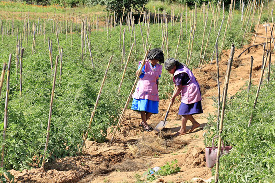 La señora Susana Victoria López (a la derecha) y su hermana doña Carmela cavando una zanja para regar su tomatal en Santa Cruz Xitla. Geovanni Martínez Guerra