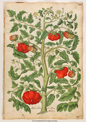 Oellinger, Georg_ Quichelberg, Samuel Medicinae partium herbariae et zoographiae imagines – UER MS 2362, Nürnberg.