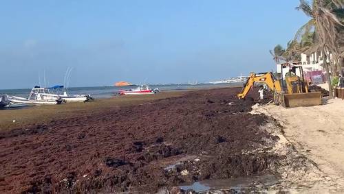 En Playa del Carmen se usa maquinaria pesada para remover el sargazo.