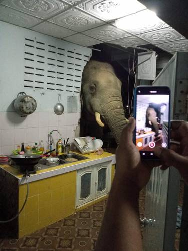 A la familia Boodchan no le sorprende ver un elefante en su cocina. “Ha venido otra vez para cocinar”, escribió Kittichai Boodchan en un mensaje que acompaña un video publicado en Facebook que grabó el domingo. Vive cerca de un parque en Tailandia, próximo a un lago donde los paquidermos salvajes se bañan cuando recorren la selva.