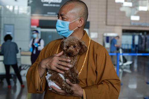 Desde 2019, Zhi Xiang ha enviado unos 300 perros a hogares de acogida en el extranjero. En la imagen, despide a un pequeño caniche que consiguió un nuevo hogar en Estados Unidos.