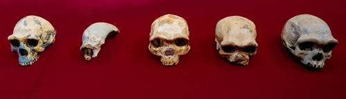 El Hombre Dragón, ?el hermano perdido del Homo sapiens?