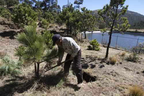 Cinco millones de hectáreas en el país tienen autorización de aprovechamiento maderable. En la imagen, trabajos para fomentar la filtración de agua en Tlalpan.