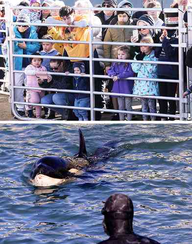 Toa es una orca bebé a la que rescatistas de vida silvestre, en Nueva Zelanda, intentan mantener viva, debido a que perdió el rumbo de su grupo. Mientras, voluntarios del Departamento de Conservación, en Plimmerton, en ese país, rastrean las aguas de Wellington para tratar de encontrar a la madre.