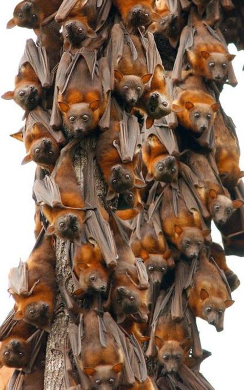Pteropus scapulatus es una especie de murciélago frugívoro, comúnmente conocidos como zorros voladores.
