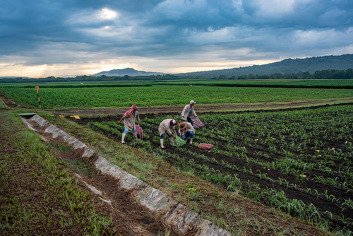 CIMMYT  Alfonso Cortés