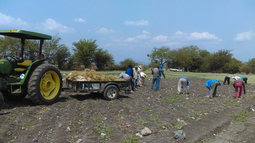 Arrancada/cosecha de cebollín, Huitzililla, Morelos.  Miriam Muñoz Ortega