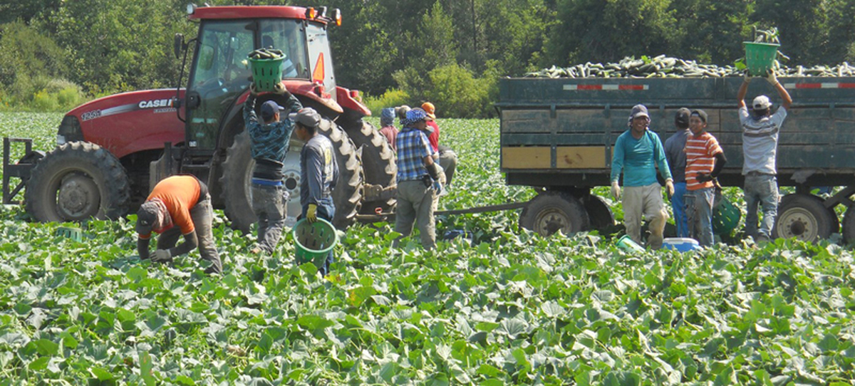 Los trabajadores agrícolas mexicanos H2A - "La Jornada del Campo"