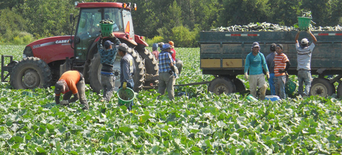 La pizca de pepino en el field.  José Roberto González Morales