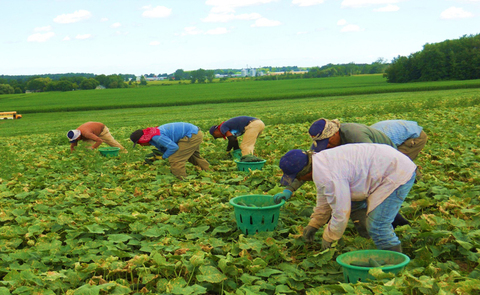 Trabajadores agrícolas temporales purhépechas en Elba, Nueva York.  José Roberto González Morales