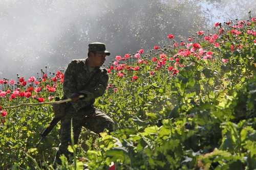 Campesinos de las zonas montañosas del estado han recurrido a la siembra de la planta ante la falta de oportunidades.