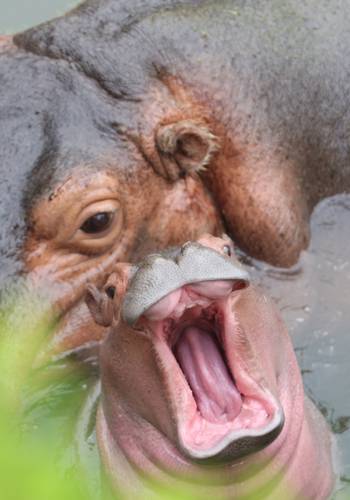 En el zoológico de Guadalajara nació un macho de hipopótamo de río. Su madre es Tami y su padre Tartufo, en la imagen.