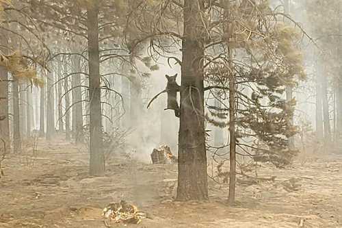 En imagen proporcionada por el Bootleg Fire Incident Command, un cachorro de oso atrapado en el incendio en Oregon trepó a un árbol luego de que bomberos se acercaron para ofrecerle agua. El fuego es avivado por ráfagas de viento y un clima seco que ha convertido la maleza en un polvorín.