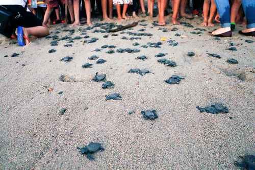 Habitantes y activistas del municipio de Compostela, Nayarit, liberan tortugas de especies protegidas como golfina, verde, laúd y carey en la playa Los Naranjos.