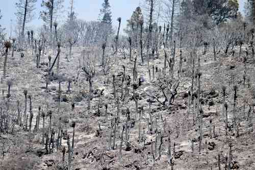 Aspecto de los daños dejados por el incendio que afectó en marzo pasado la Sierra de Santiago, entre Nuevo León y Coahuila.