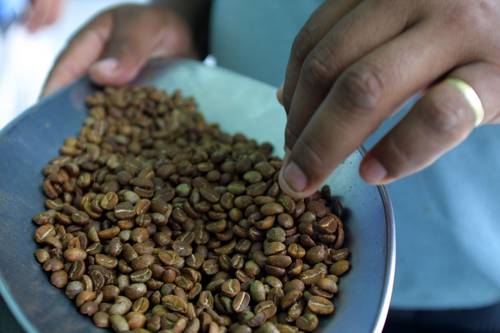 s Los caficultores están sujetos al vaivén del valor internacional y a las condiciones de las trasnacionales. En la imagen, una persona revisa el tostado del grano para después molerlo y embolsarlo para su venta.