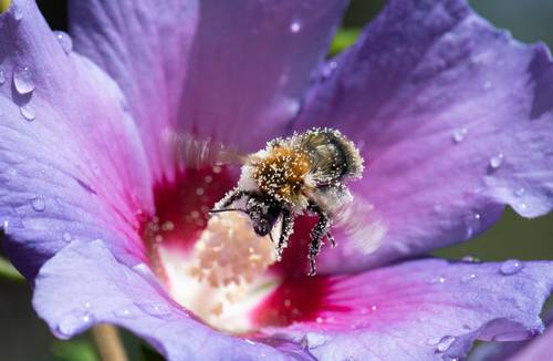 Un ejemplar se posa en una flor del género hibisco para recolectar polen, en Ludwigsburg, en el sur de Alemania.