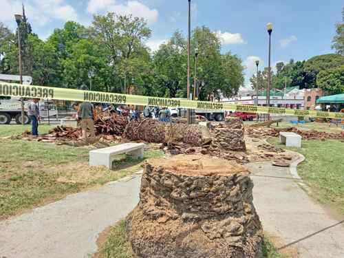 El ayuntamiento de la capital de Puebla derribó ayer 13 palmeras en el barrio de Analco, con el argumento de que se infectaron con un fitoplasma que provoca la enfermedad conocida como amarillamiento letal.