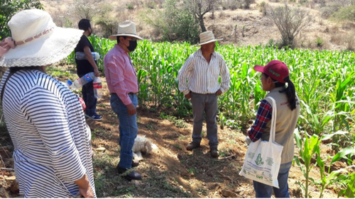 Productor innovador. Estrategia de Acompañamiento Técnico en la Escuela de Campo de Ejutla, Oaxaca 2020