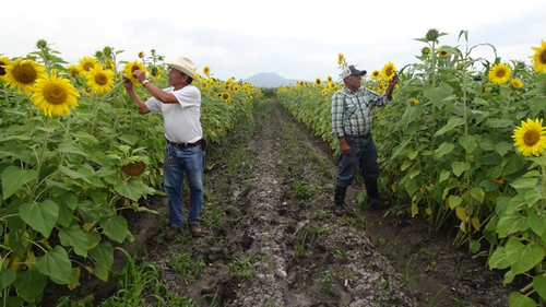 El productor Alfredo Alvarado Pantoja y el Sr. Antonio Castillo observando las bondades del cultivo de girasol.  Helios Escobedo Cruz.