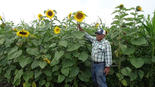 El productor Alfredo Alvarado Pantoja observando los beneficios de la biodiversidad en la Escuela de Campo.  Helios Escobedo Cruz